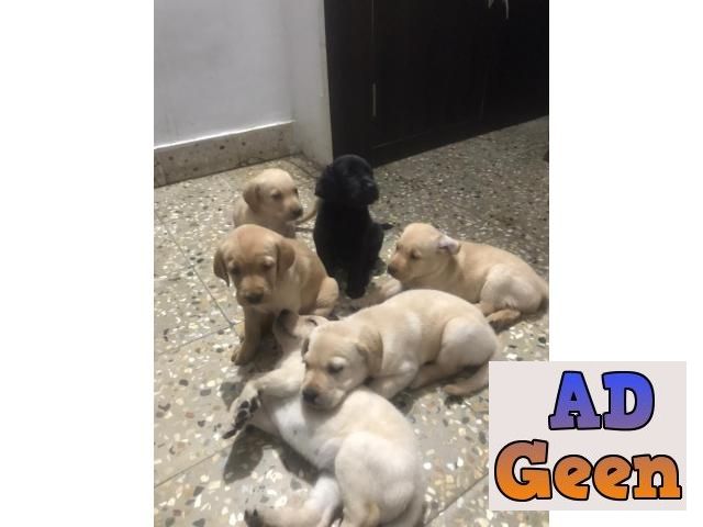 used Labrador Puppies (Heavy Bone) for sale 
